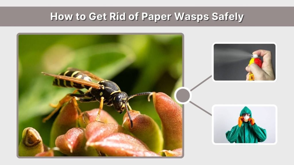 Paper Insects Identifer Paper Wasps: Identification, Sting, Nests and Safe Removal