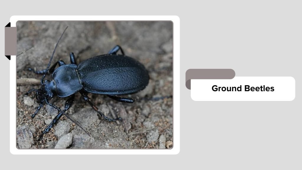 20 Common insects that live underground: Identification with Pictures
