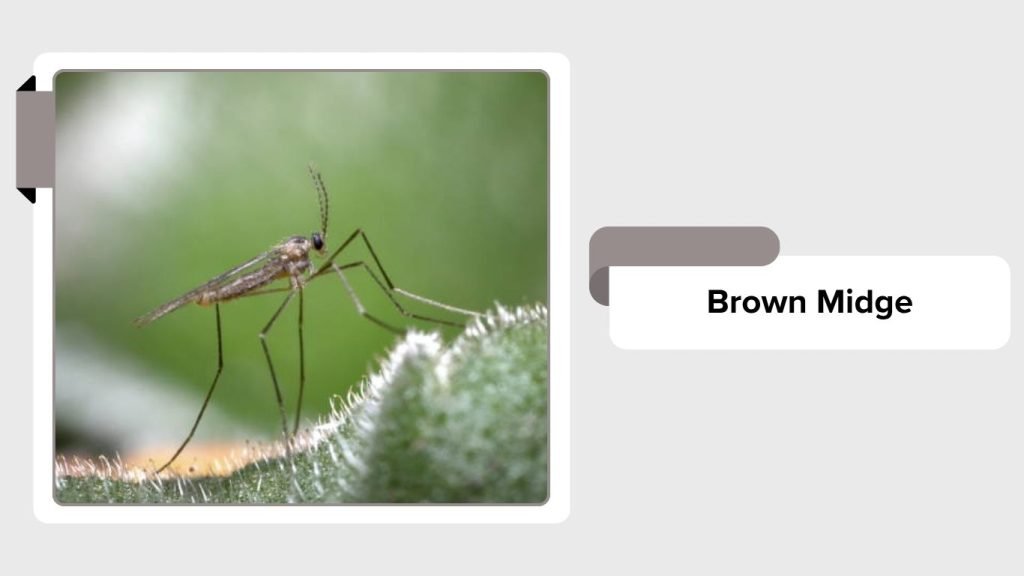 Midge Insect Types 11 Types of Non-Biting Midges: Identification with Pictures
