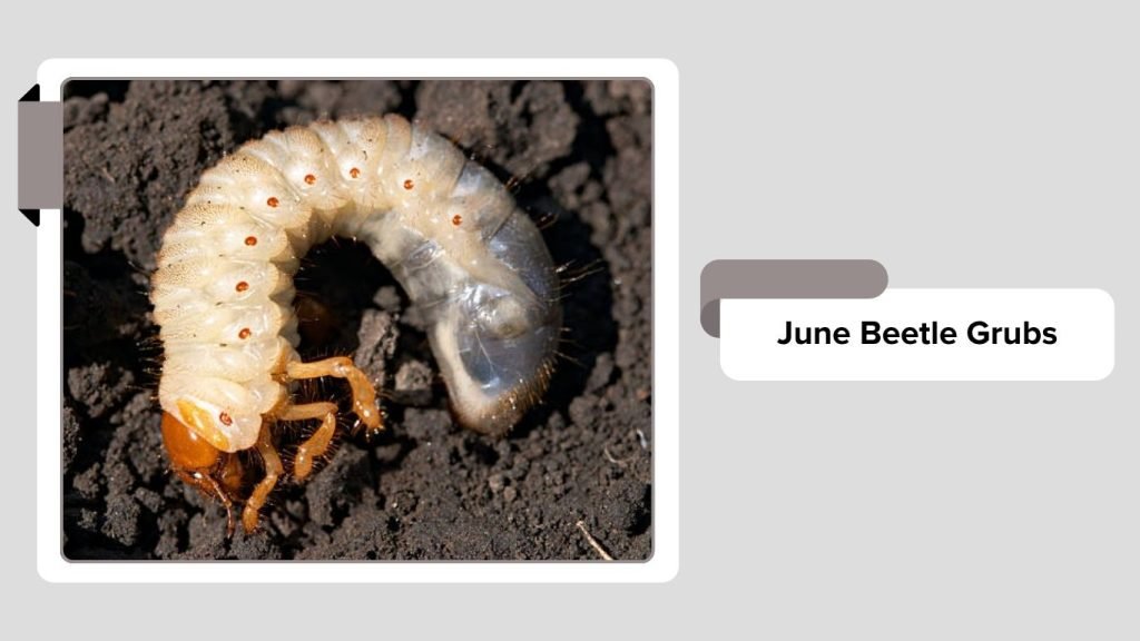 20 Common insects that live underground: Identification with Pictures