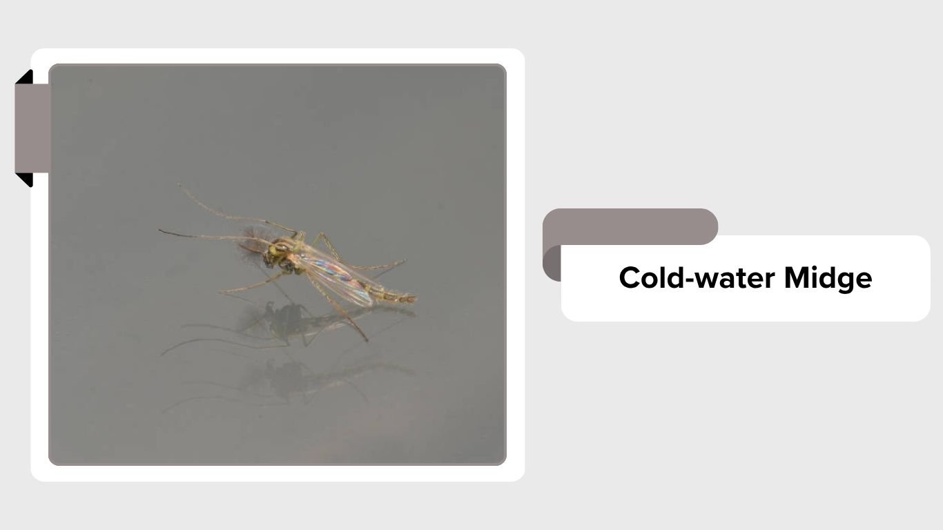 Midge Insect Types 11 Types of Non-Biting Midges: Identification with Pictures