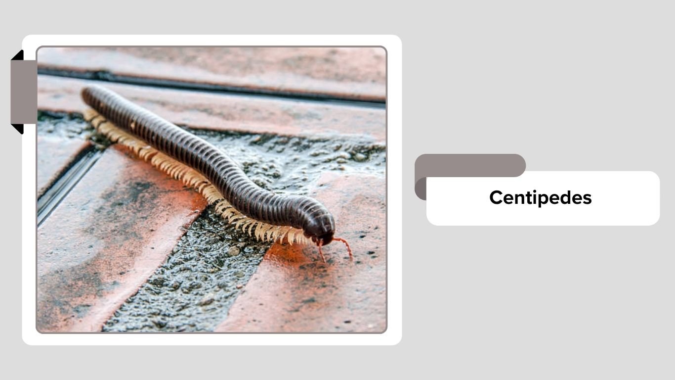 Underground Insects 20 Common insects that live underground: Identification with Pictures