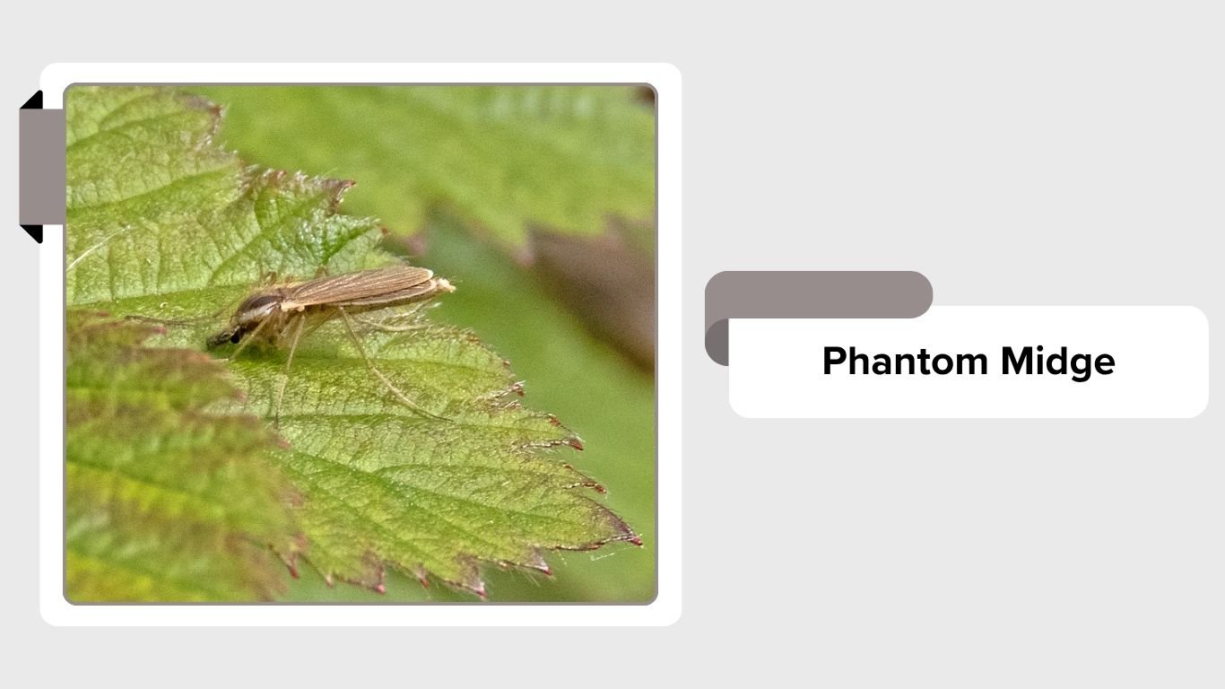 Midge Insect Types 11 Types of Non-Biting Midges: Identification with Pictures