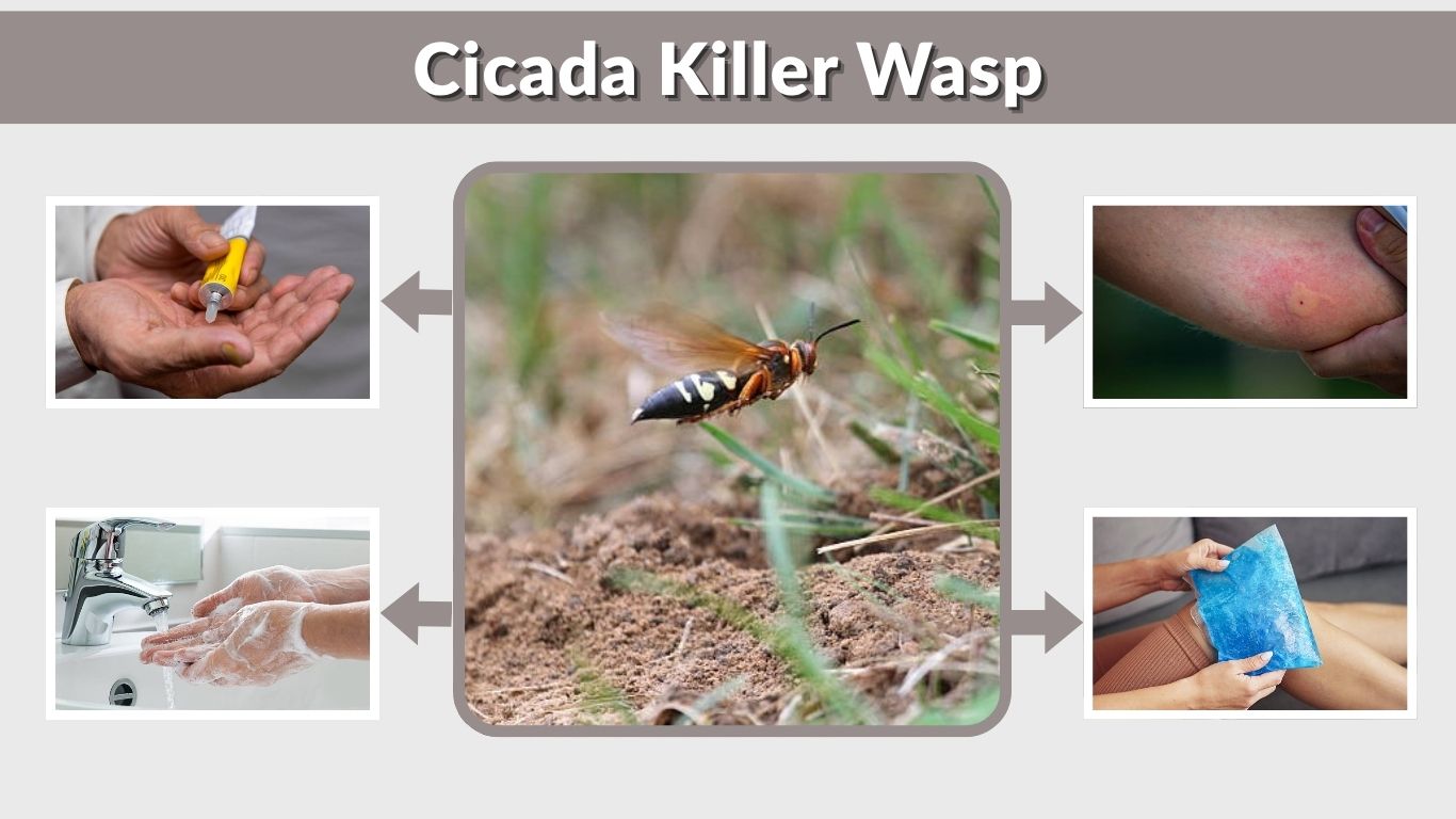 Cicada Killer Wasp Sting Danger and Treatment