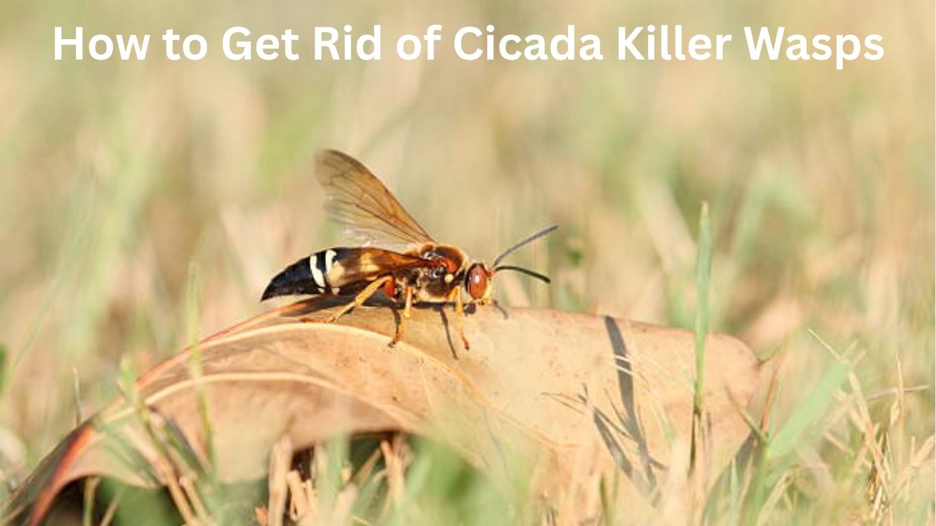How to Get Rid of Cicada Killer Wasps Fast