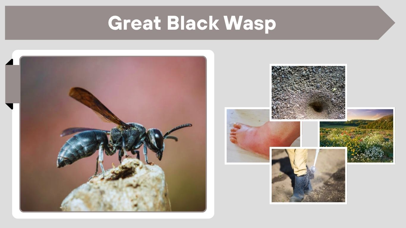 Great Black Wasp: Nest, Habitat, Diet, and Life Cycle