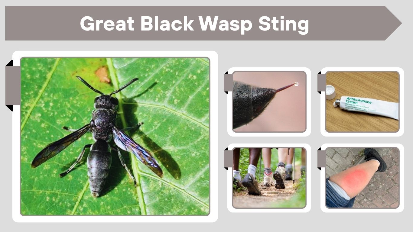 Great Black Wasp Sting Pain, Symptoms and Treatment