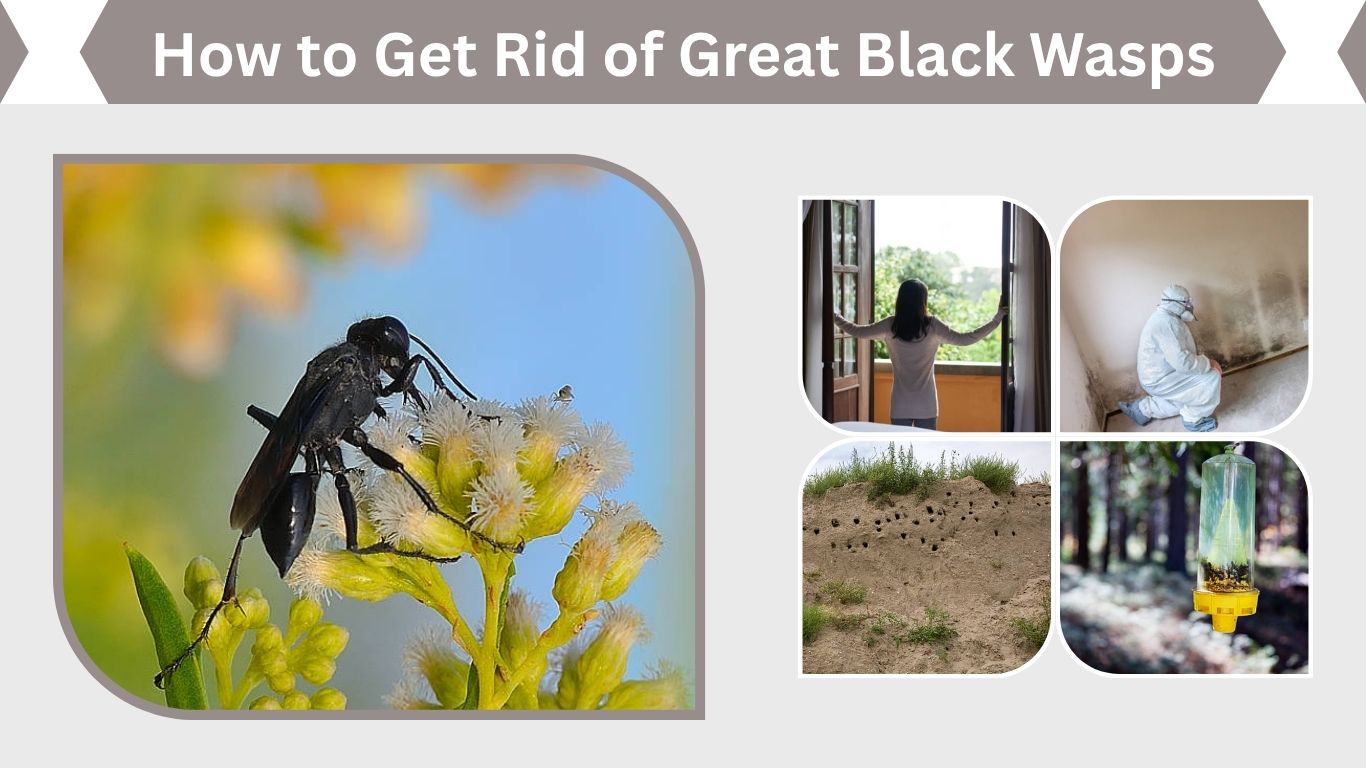 How to Get Rid of Great Black Wasps Safely