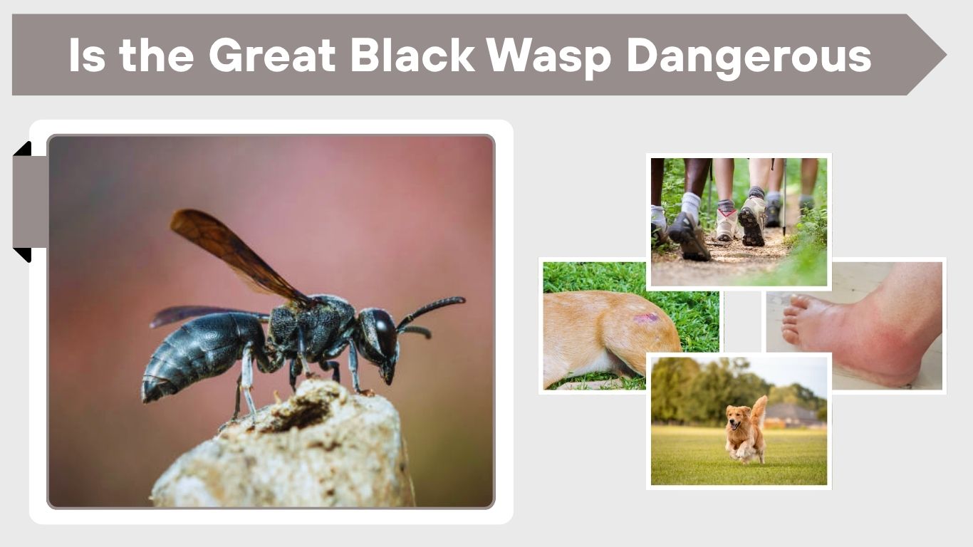 Is the Great Black Wasp Dangerous to Humans?
