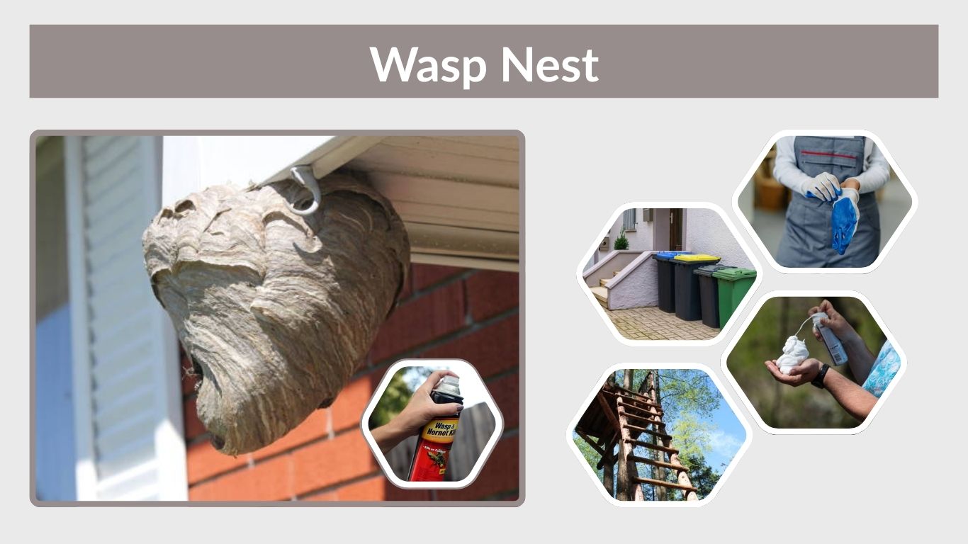 Best Time to Spray a Wasp Nest: Safe Step-by-Step Guide