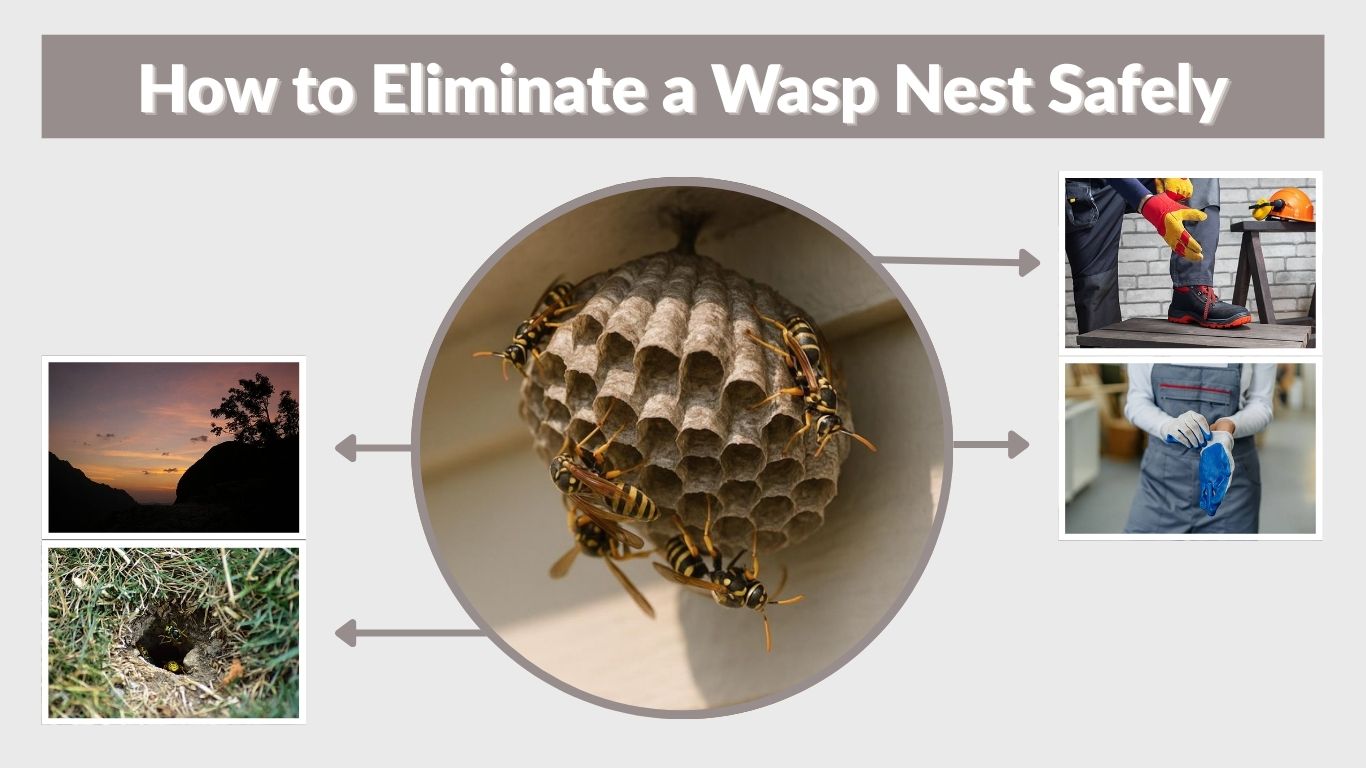 How to Eliminate a Wasp Nest Safely and Effectively