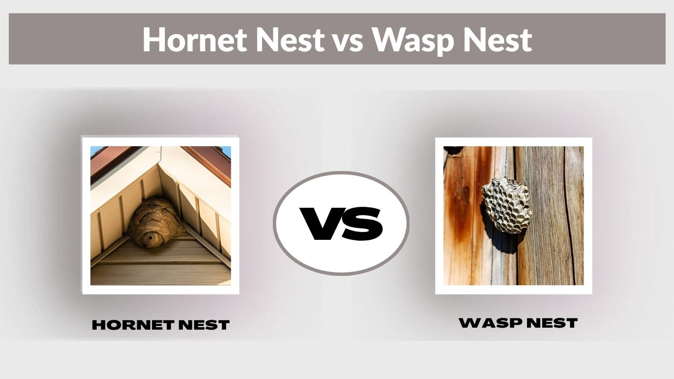Hornet Nest vs Wasp Nest: Key Differences, Identification & Safety Tips