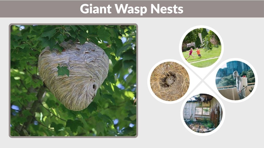 Giant Wasp Nests: Identification, Risks & Safe Removal Guide
