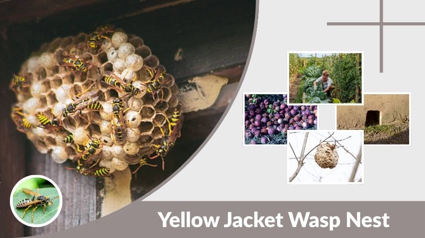 Yellow Jacket Wasp Nest Identification and Removal Tips
