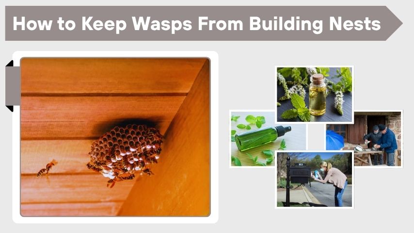 How to Keep Wasps From Building Nests Around Home