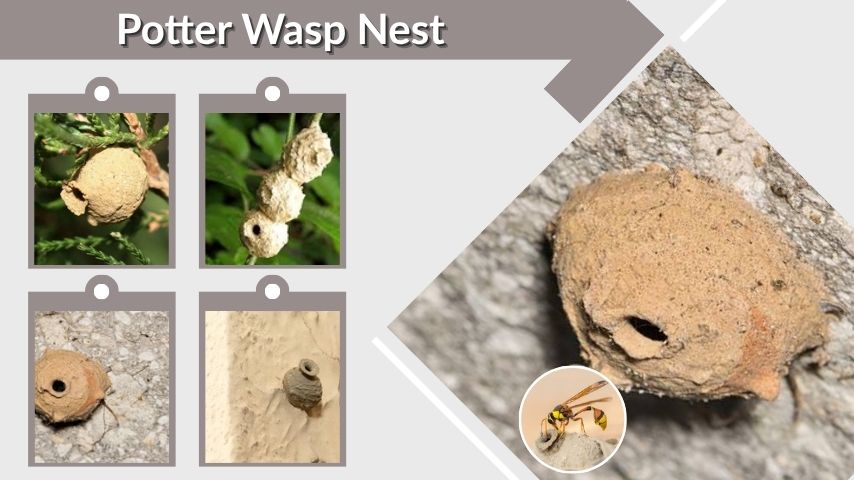 Potter Wasp Nest Identification and Removal Guide