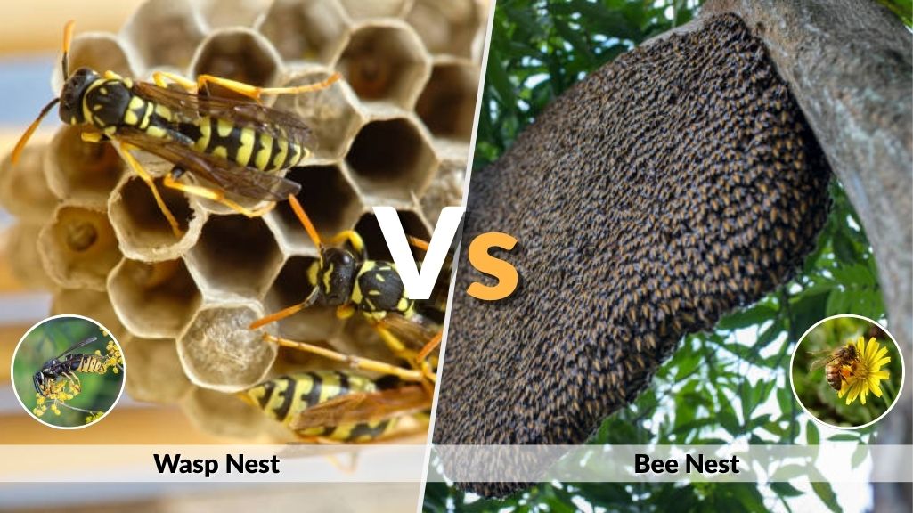 Wasp Nest vs Bee Nest: Appearance and Safety Guide