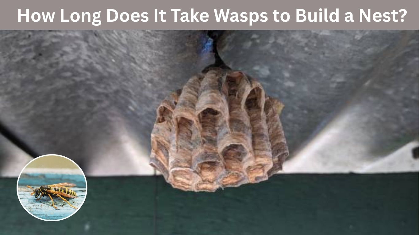 How Long Does It Take Wasps to Build a Nest? From Small Nest to Colony