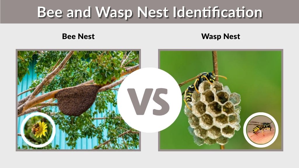 Bee and Wasp Nest Identification Guide for Homeowners