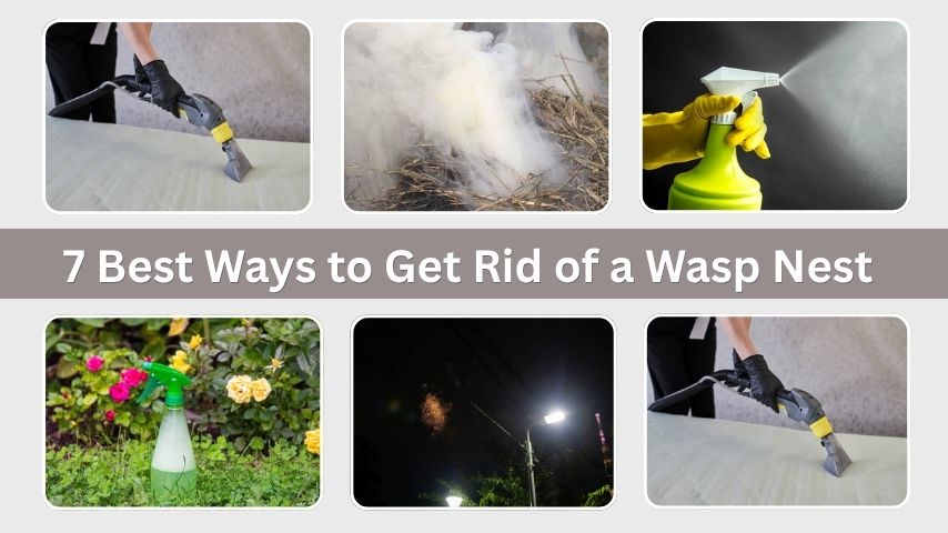 7 Best Ways to Get Rid of a Wasp Nest Safely