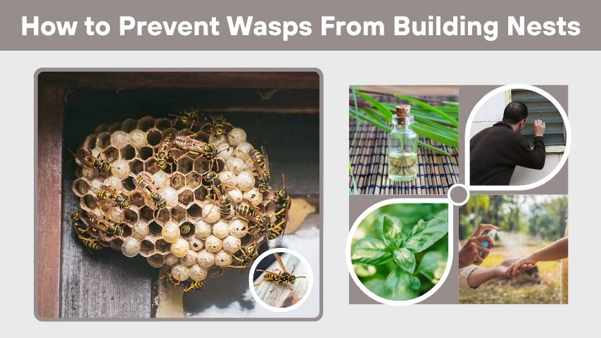 How to Prevent Wasps From Building Nests at Home