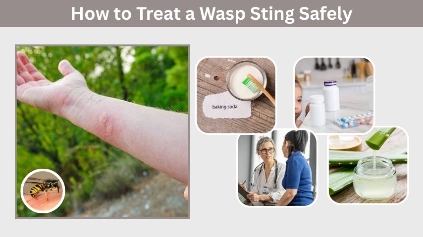 How to Treat a Wasp Sting Safely at Home
