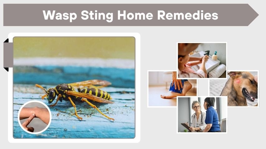 Wasp Sting Home Remedies That Really Work Fast