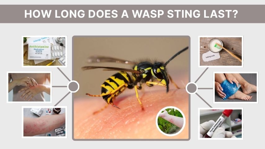 How Long Does a Wasp Sting Last? Full Recovery Guide