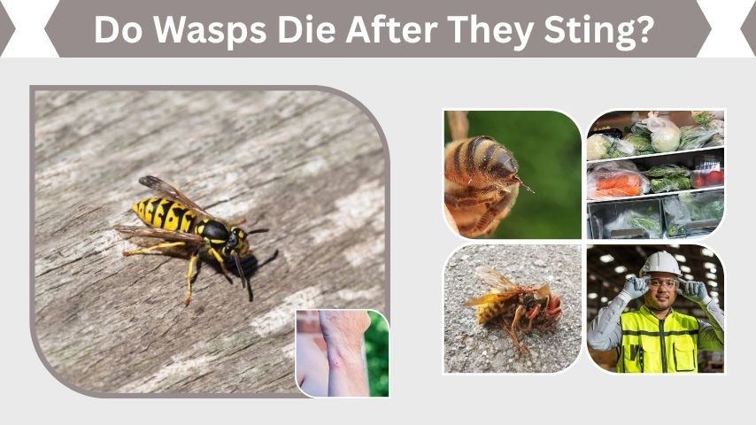Do Wasps Die After They Sting? The Real Answer