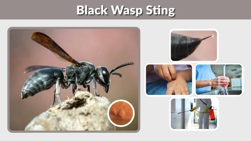 Black Wasp Sting Symptoms, Pain, and Treatment Guide