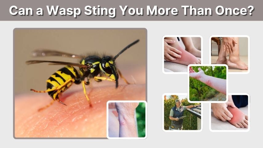 Can a Wasp Sting You More Than Once?