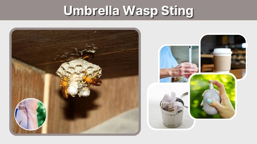 Umbrella Wasp Sting: Symptoms and Treatment Guide