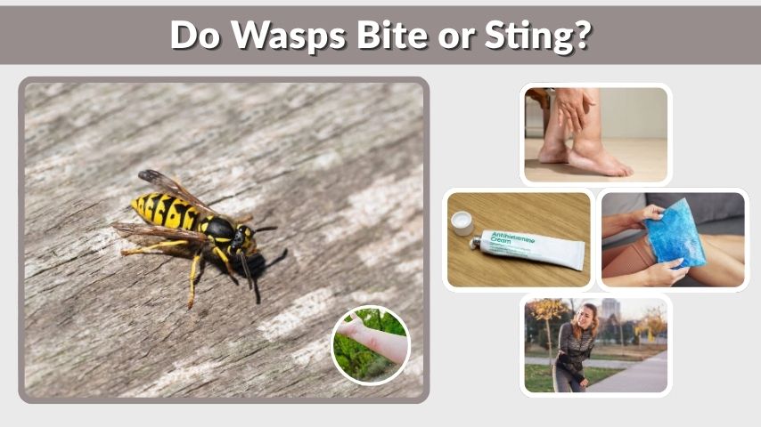 Do Wasps Bite or Sting? Facts You Should Know