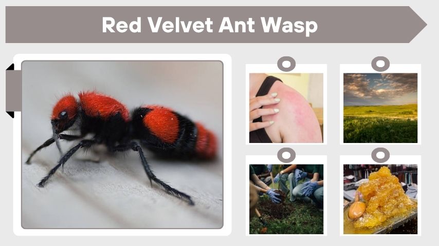 Red Velvet Ant Wasp: Sting, Identification, and Facts