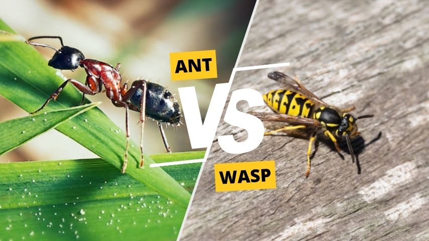 Ant vs Wasp: Differences, Nests, Stings, and Facts