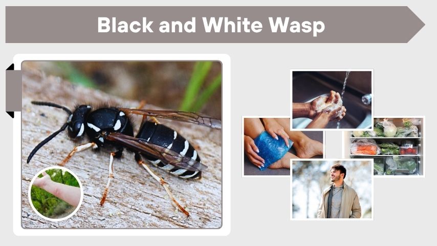 Black and White Wasp Sting Symptoms, Pain, Swelling &Treatment