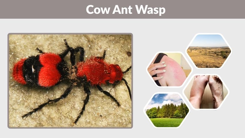Cow Ant Wasp: Habitat, Sting Pain, Symptoms, and Facts