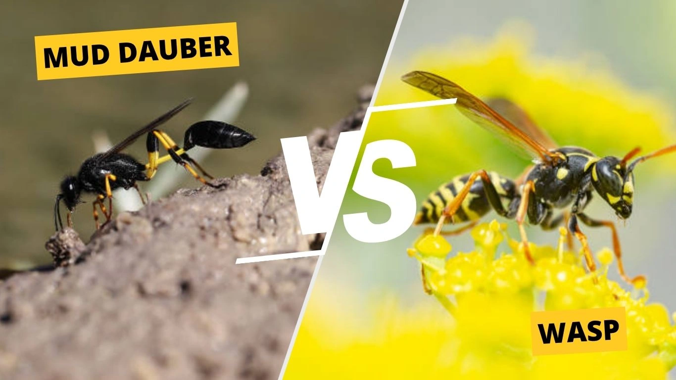 Mud Dauber vs Wasp: Safe Identification and Removal Tips