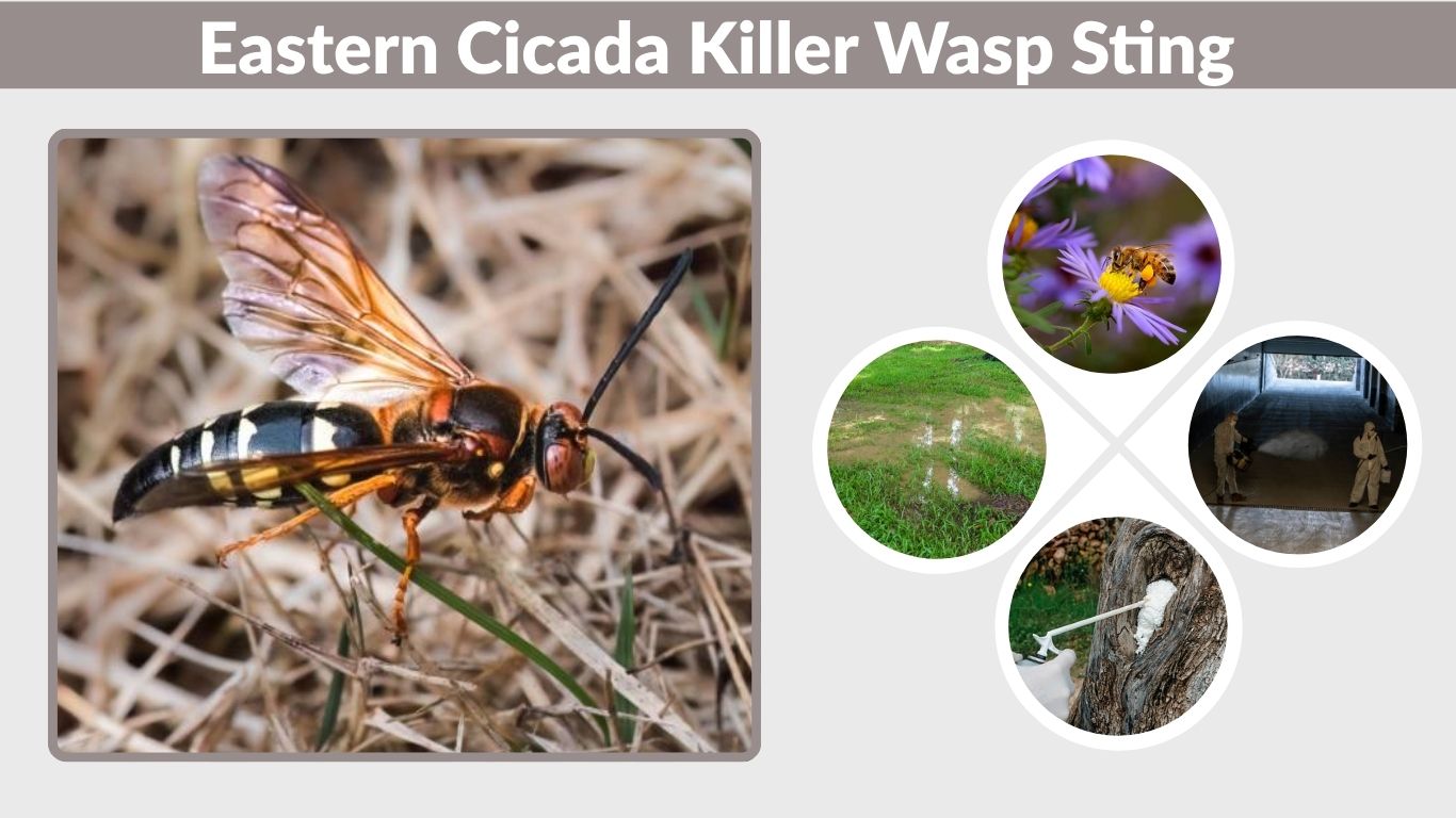 Eastern Cicada Killer Wasp Sting and Behavior Guide