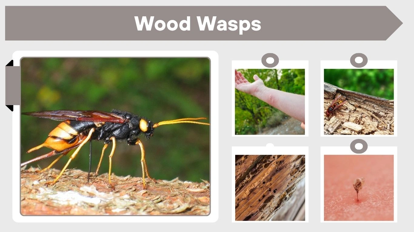 Wood Wasps: Identification, Damage and Control Tips