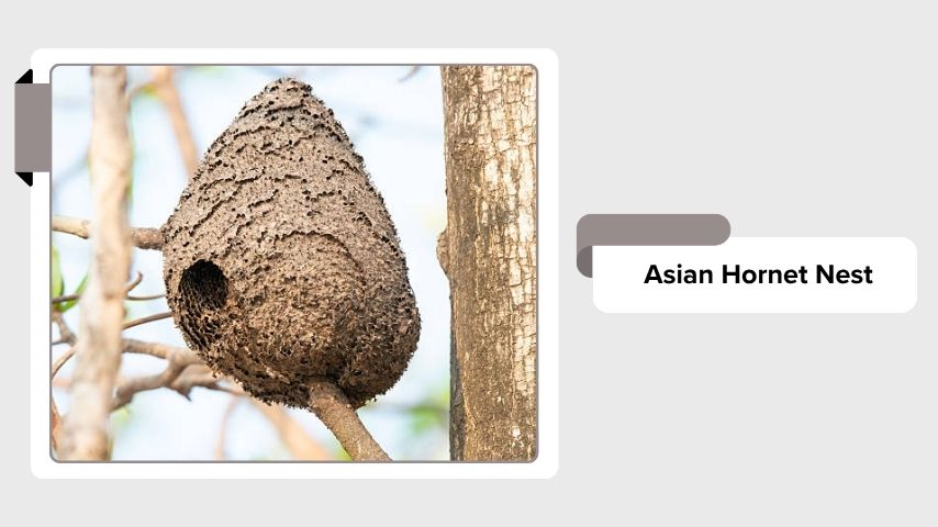 Asian Hornet Nest