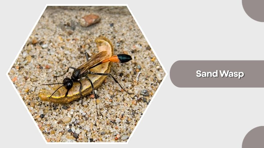 Sand Wasp