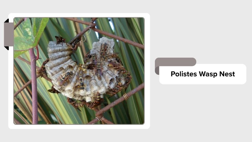 Polistes Wasp Nest