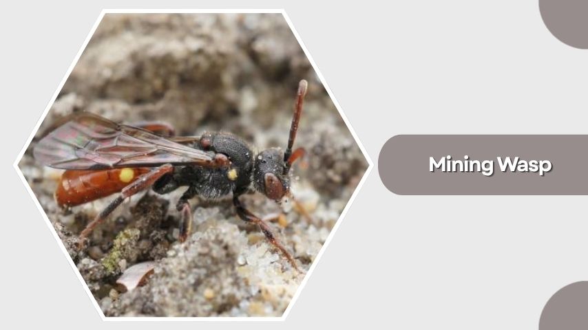 Mining Wasp