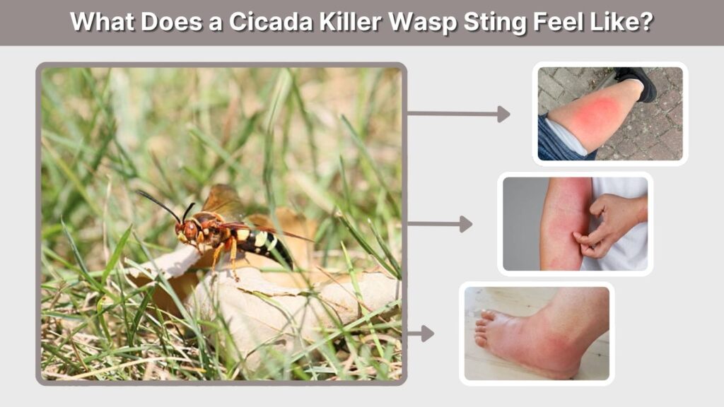 What Does a Cicada Killer Wasp Sting Feel Like?