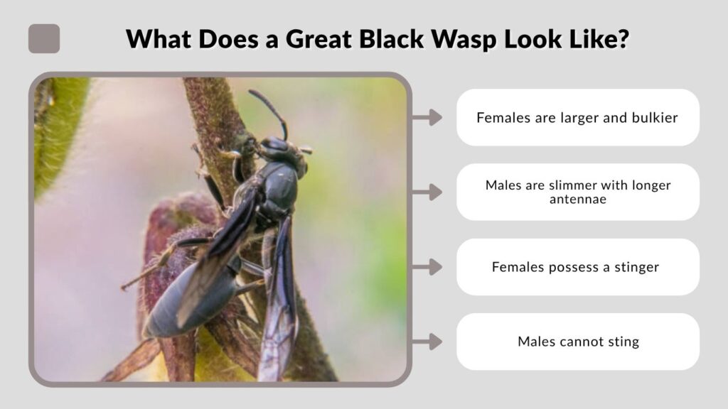 What Does a Great Black Wasp Look Like?