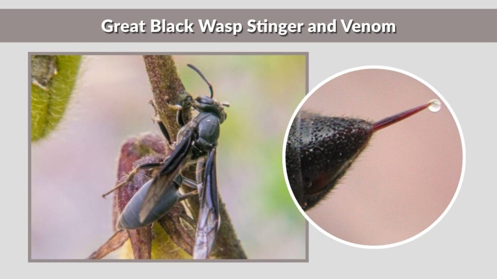 Great Black Wasp Stinger and Venom