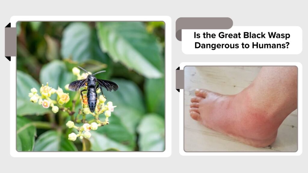 Is the Great Black Wasp Dangerous to Humans?