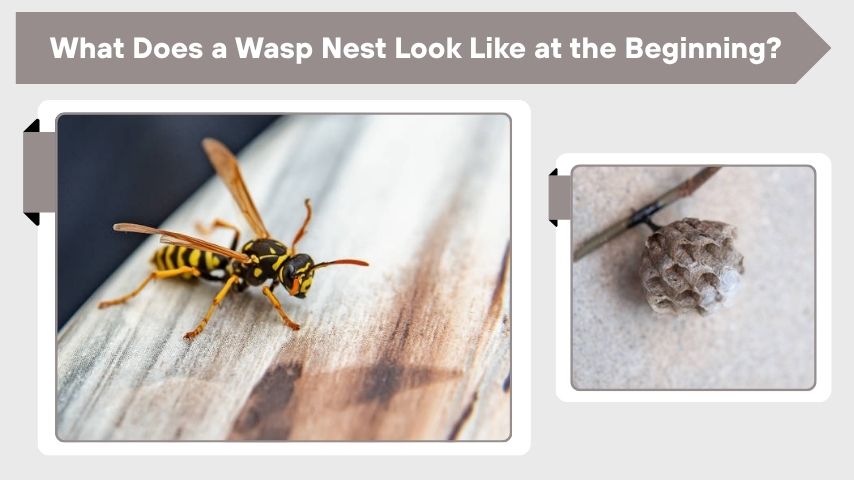 What Does a Wasp Nest Look Like at the Beginning?