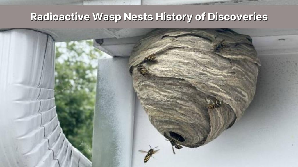 Radioactive Wasp Nests History of Discoveries